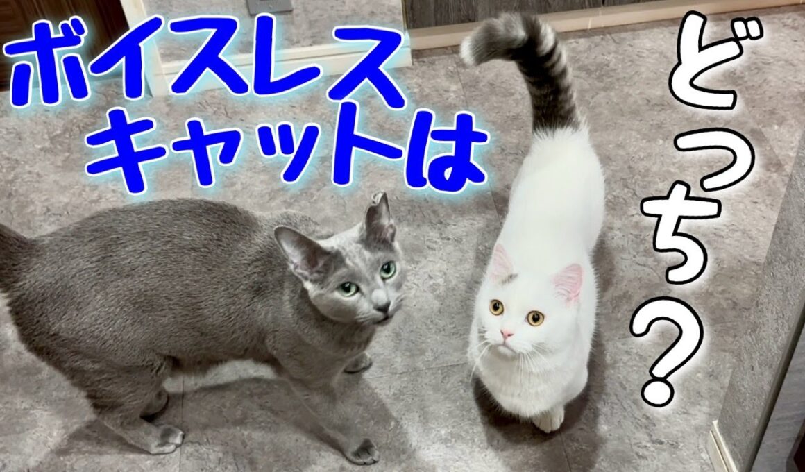ロシアンブルー|マンチカンと鳴き声を比べてみた[Russian Blue cat Kotetsu]