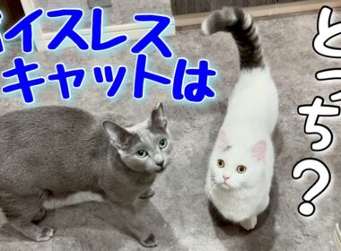 ロシアンブルー|マンチカンと鳴き声を比べてみた[Russian Blue cat Kotetsu]