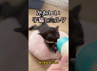 【投げ捨てられた子猫】ミルク姿が可愛いネコ🥰 | ねこせん