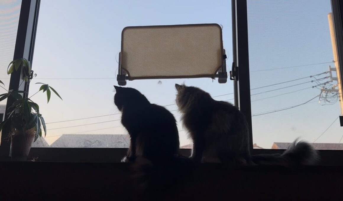 朝のルーティンをこなす猫　ラガマフィン　サイベリアンA cat going through its morning routine. Ragamuffin. Siberian