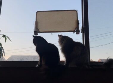 朝のルーティンをこなす猫　ラガマフィン　サイベリアンA cat going through its morning routine. Ragamuffin. Siberian