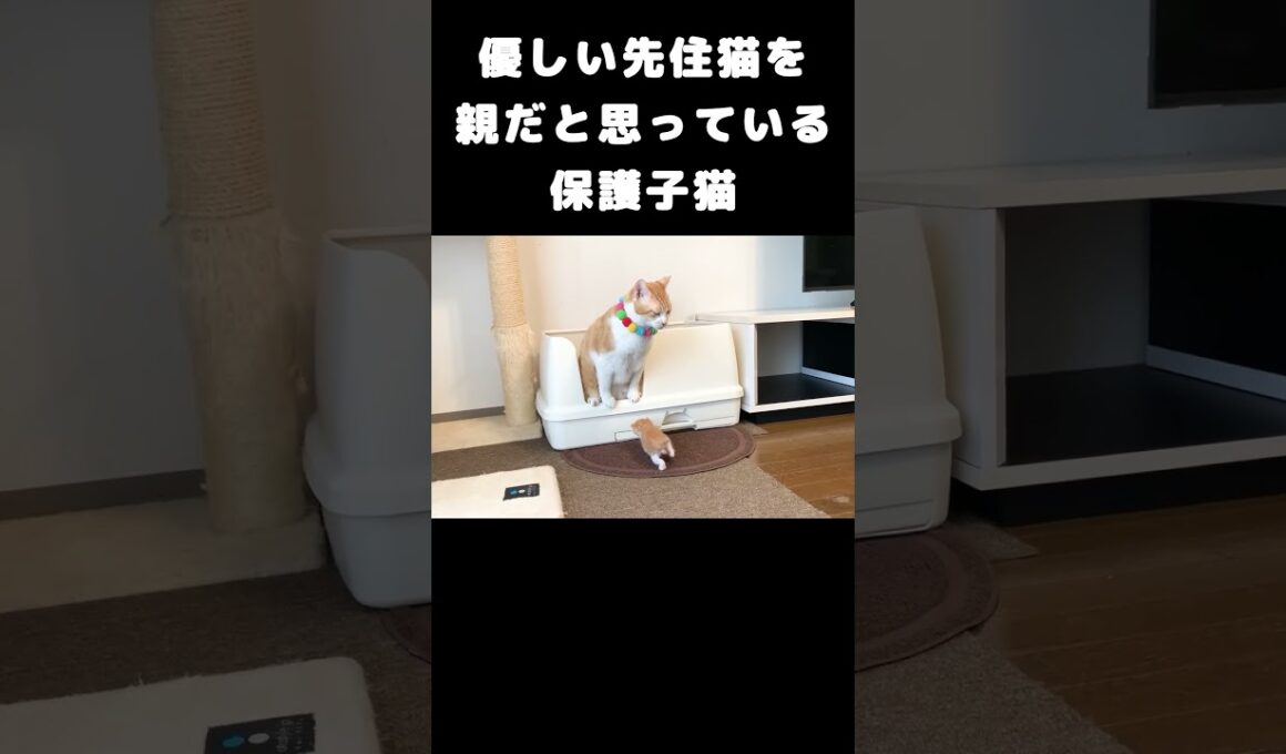 優しい先住猫を親だと思っている保護子猫 #子猫 #里親探し