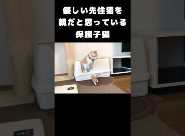 優しい先住猫を親だと思っている保護子猫 #子猫 #里親探し