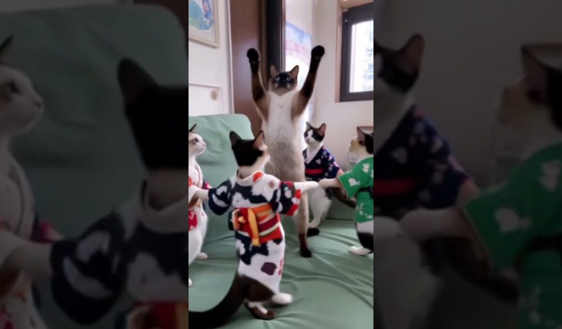 祭りだ！シャム猫☆マロンちゃん　#cat #catshorts #しゃむねこ #シャム猫