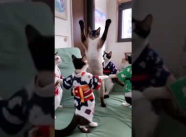 祭りだ！シャム猫☆マロンちゃん　#cat #catshorts #しゃむねこ #シャム猫