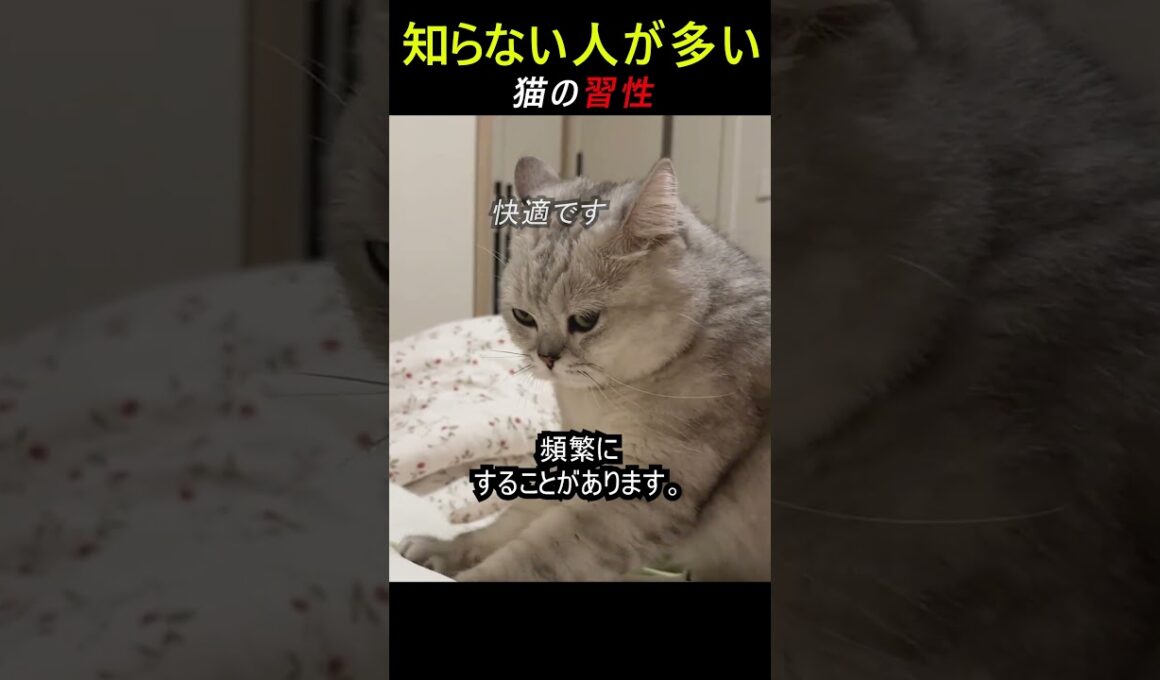 多くの人が勘違いする猫常識