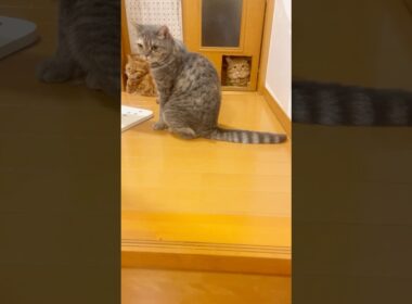 階段にはぬしがおるんやで