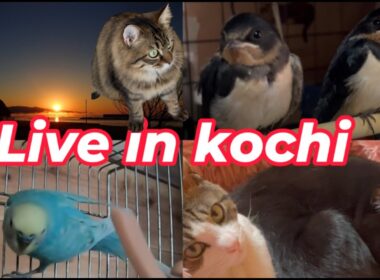 【南海トラフ）満月🌕🐈猫部屋🐈　太平洋ライブカメラ　地域猫ご飯場＆セキセイインコ🐦波の音🌊　野鳥観察　kochi japan【土佐】