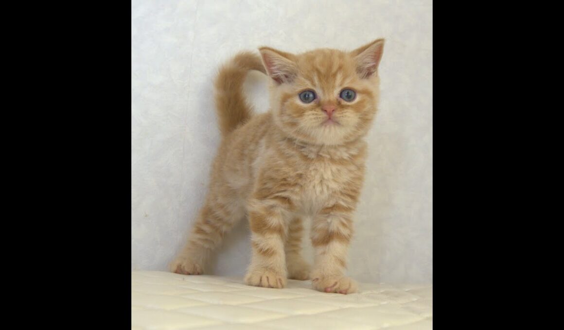 ブリティッシュショートヘアー子猫　British Shorthair　2025.7.21産まれ　レッドタビー　男の子　シーダキャット猫のお店
