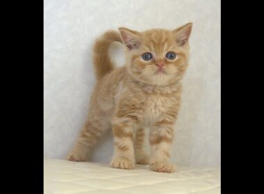 ブリティッシュショートヘアー子猫　British Shorthair　2025.7.21産まれ　レッドタビー　男の子　シーダキャット猫のお店