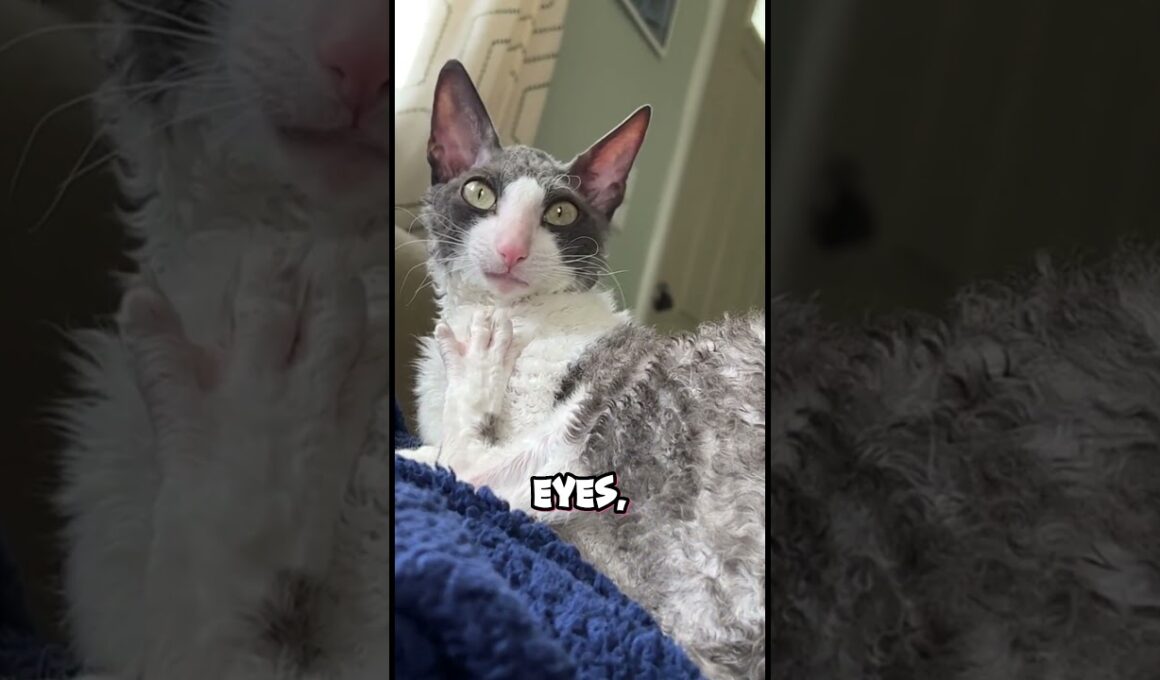 Meet the Crinkle-Cut Cutie: The Cornish Rex Cat 🐱🌀
