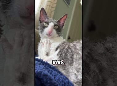 Meet the Crinkle-Cut Cutie: The Cornish Rex Cat 🐱🌀