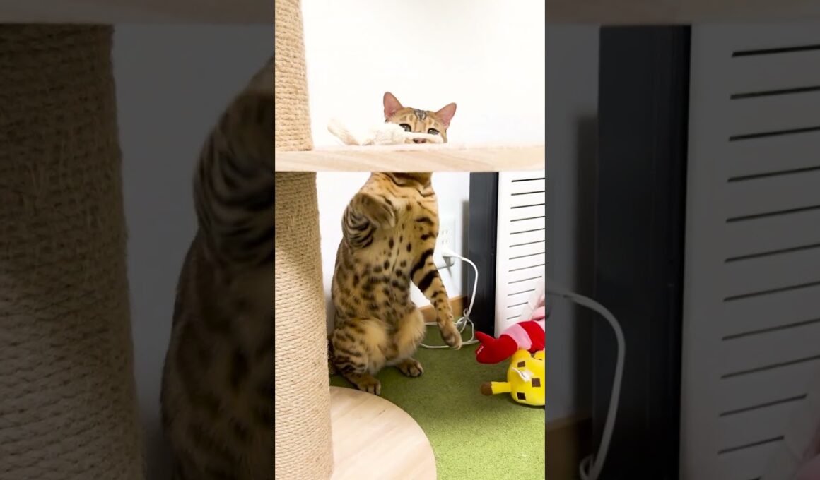 動きが面白いベンガル猫 #shorts #ベンガル #猫