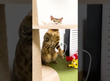 動きが面白いベンガル猫 #shorts #ベンガル #猫