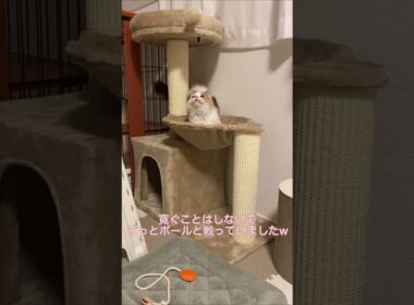 初めのキャットタワーで遊ぶ短足マンチカン #shorts #猫 #子猫 #マンチカン #短足マンチカン