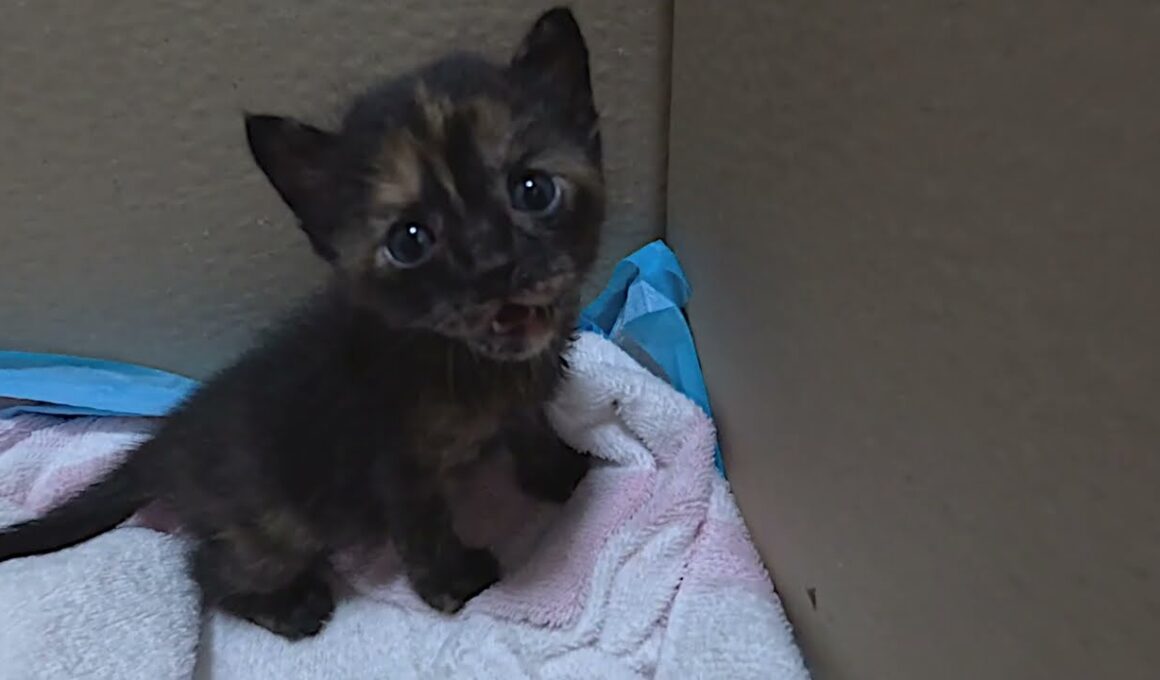 壮絶な一日！生後間もない捨て猫の赤ちゃん３匹を保護。２匹が繋いだ１匹の子猫の命。