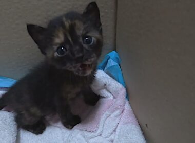 壮絶な一日！生後間もない捨て猫の赤ちゃん３匹を保護。２匹が繋いだ１匹の子猫の命。