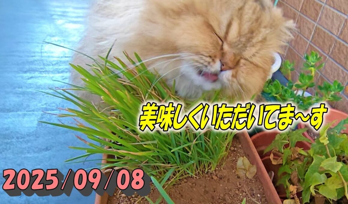 外で草をしっかり食べた後室内に戻って朝食を食べる元気なひとみ　Persian cat Hitomi's relaxing days 2025/09/08