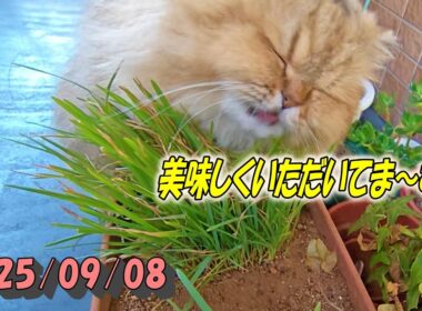 外で草をしっかり食べた後室内に戻って朝食を食べる元気なひとみ　Persian cat Hitomi's relaxing days 2025/09/08