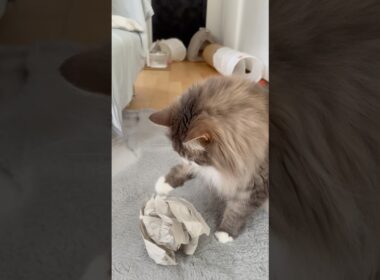恐る恐る遊ぶアーク様 #サイベリアン #siberian #2歳5ヶ月 #cat #猫 #shorts