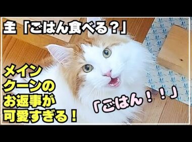 朝から幸せ！大型猫メインクーンの鳴き声で始まる１日