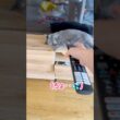 リモコンよりも強い猫 #保護猫 #ロシアンブルー #cat