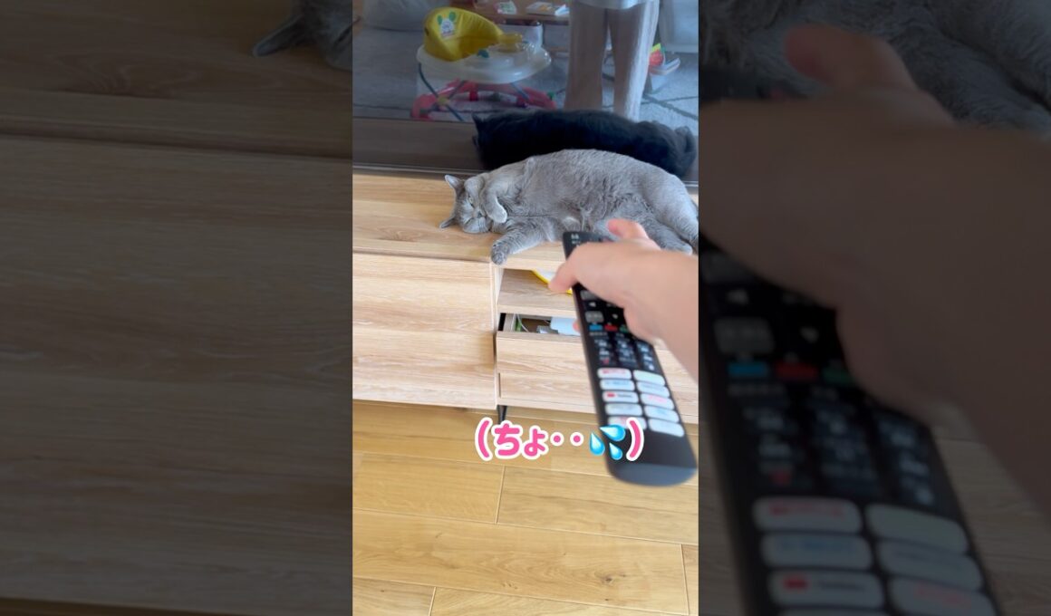 リモコンよりも強い猫 #保護猫 #ロシアンブルー #cat