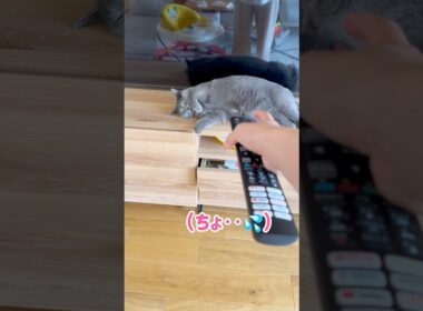 リモコンよりも強い猫 #保護猫 #ロシアンブルー #cat