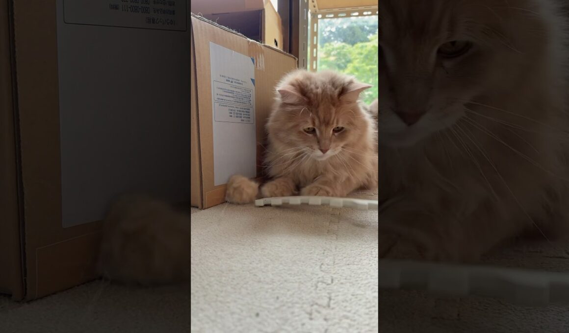 速すぎて見えなかったｗ【サイベリアン・こしあん】 #shorts #サイベリアン #猫 #猫パンチ
