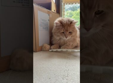 速すぎて見えなかったｗ【サイベリアン・こしあん】 #shorts #サイベリアン #猫 #猫パンチ