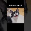 子猫のクラッキング #クラッキング #にこねこ #にこねこ保育園