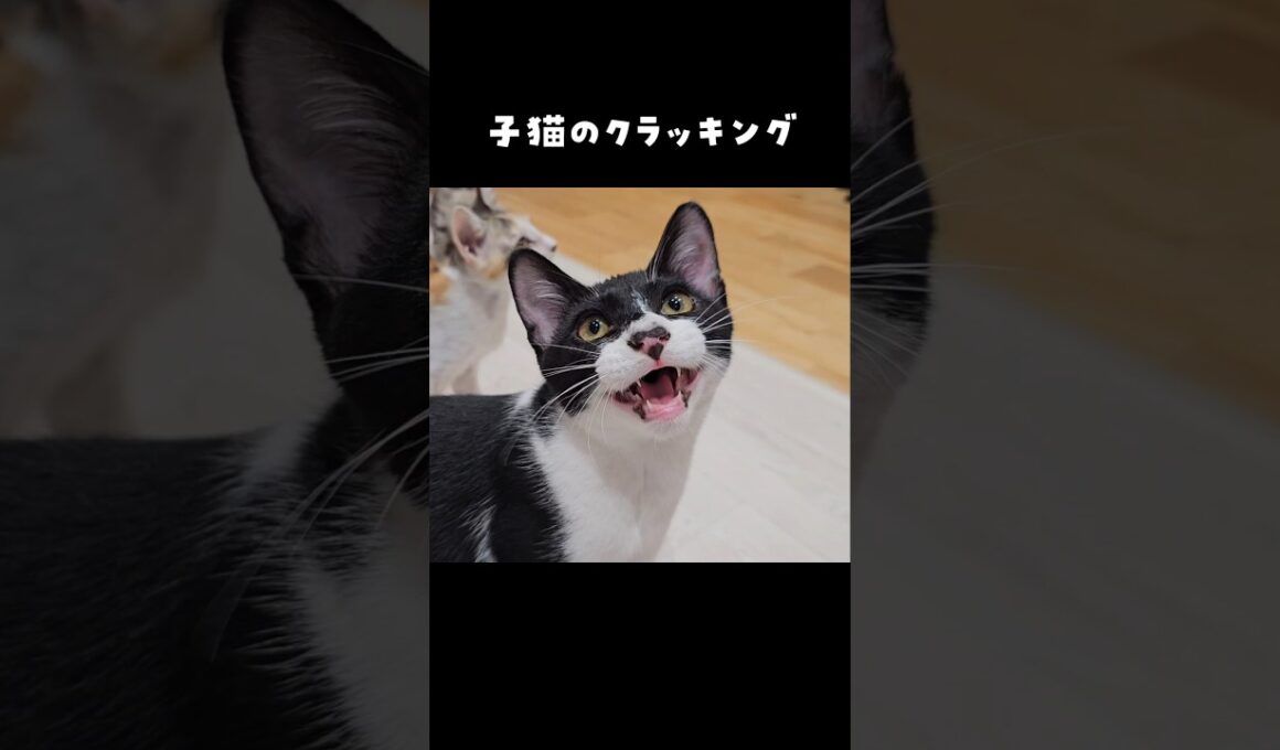 子猫のクラッキング #クラッキング #にこねこ #にこねこ保育園