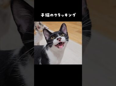 子猫のクラッキング #クラッキング #にこねこ #にこねこ保育園
