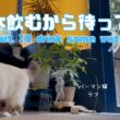 バーマン猫ラフ【水飲むから待って】Wait, I'll drink some water（バーマン猫）Birman/Cat