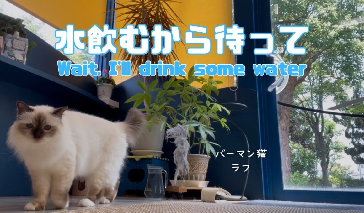 バーマン猫ラフ【水飲むから待って】Wait, I'll drink some water（バーマン猫）Birman/Cat