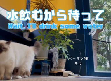 バーマン猫ラフ【水飲むから待って】Wait, I'll drink some water（バーマン猫）Birman/Cat
