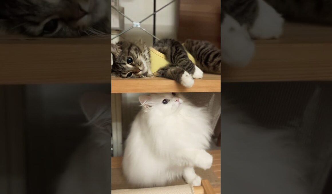 遊び方が可愛すぎる仲良しニャンズ♡ #cats #猫 #保護猫 #元野良猫 #サイベリアン #ペルシャ猫 #キジトラ #cat #cats #catlover #catlife #고양이일상