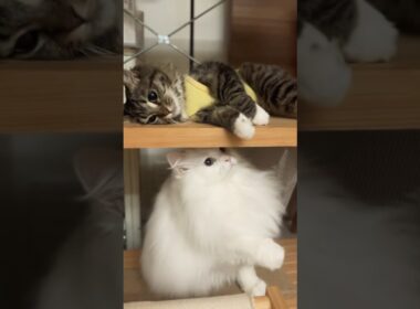 遊び方が可愛すぎる仲良しニャンズ♡ #cats #猫 #保護猫 #元野良猫 #サイベリアン #ペルシャ猫 #キジトラ #cat #cats #catlover #catlife #고양이일상