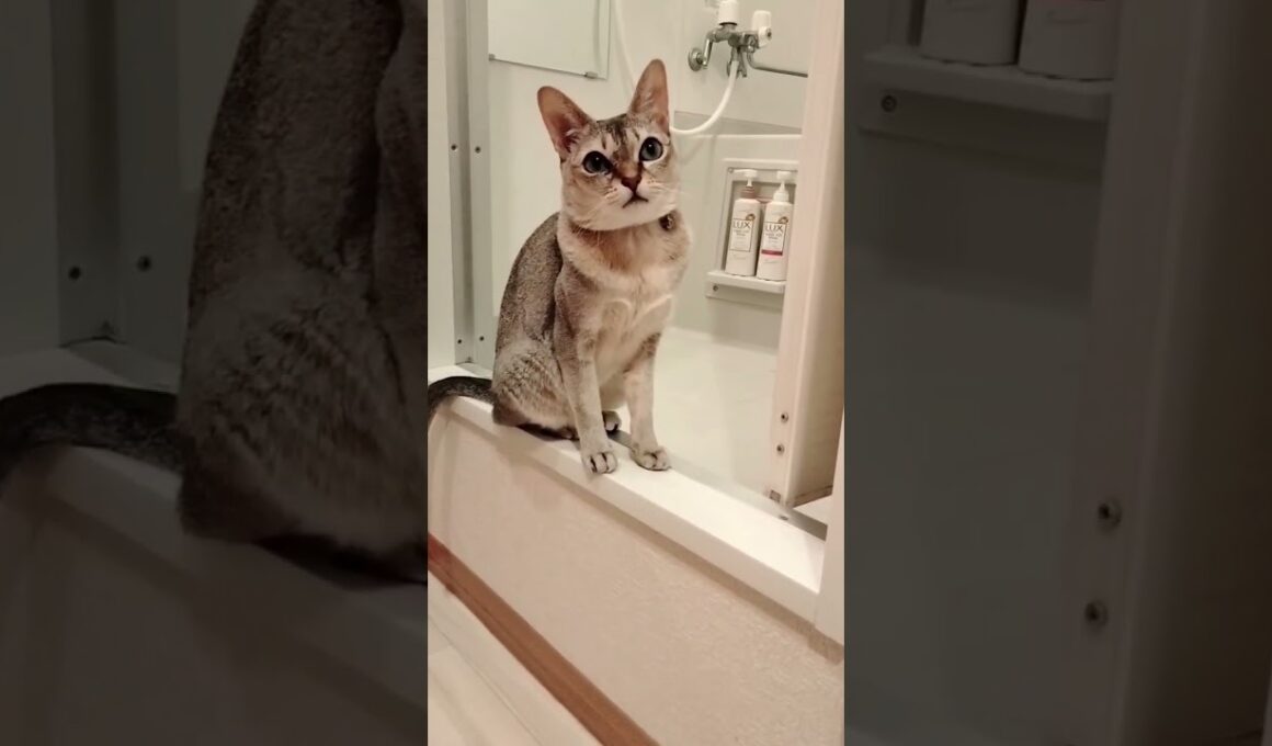 本日のシンガプーラ猫はお風呂場からお送りします。#ひみつのふふふ