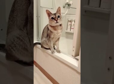 本日のシンガプーラ猫はお風呂場からお送りします。#ひみつのふふふ
