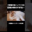 愛猫の毎朝のルーティン #メインクーン #猫 #猫のいる暮らし#cat #mainecoon #catlover​  #catshorts​ #cute​ #cutecat​ #fyp​