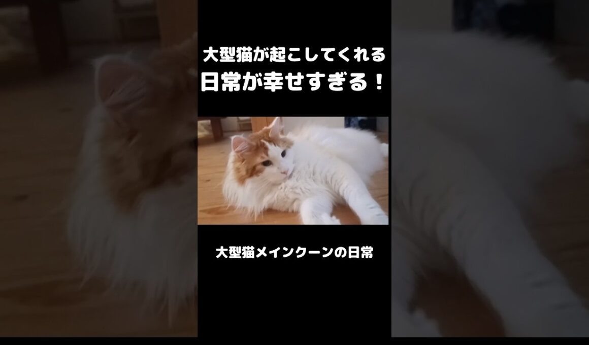 愛猫の毎朝のルーティン #メインクーン #猫 #猫のいる暮らし#cat #mainecoon #catlover​  #catshorts​ #cute​ #cutecat​ #fyp​