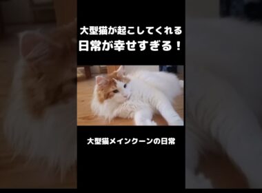 愛猫の毎朝のルーティン #メインクーン #猫 #猫のいる暮らし#cat #mainecoon #catlover​  #catshorts​ #cute​ #cutecat​ #fyp​