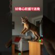 飼うには勇気のいるネコ❗アビシニアン‼️　　#ネコの雑学　#雑学　#アビシニアン　#飼うには勇気のいるネコアビシニアン