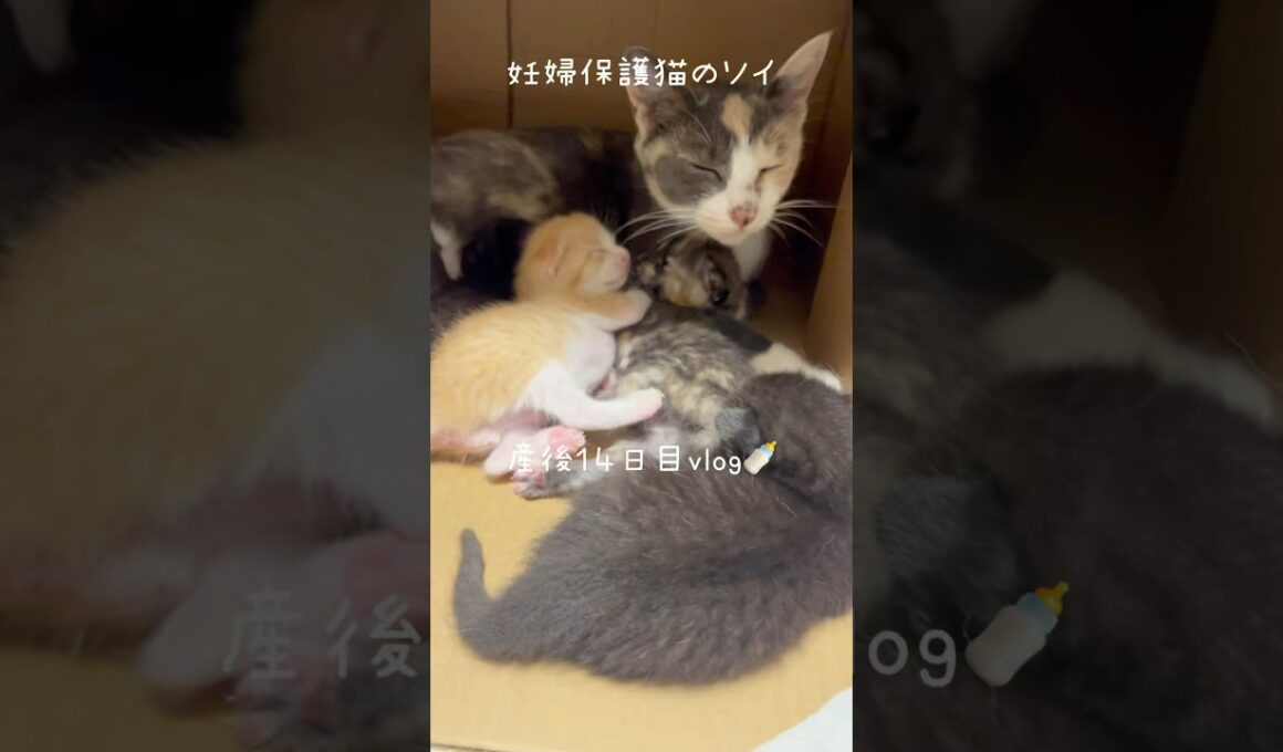 妊婦保護猫のソイ🤎産後１４日目vlog｜子猫をなでようとすると、わたしをなでてアピールするソイがかわいすぎ　#保護猫 #子猫 #猫の出産 #妊娠猫 #kitten #rescuecat #cat