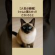 【人気の猫種】シャムと暮らすって、こういうこと