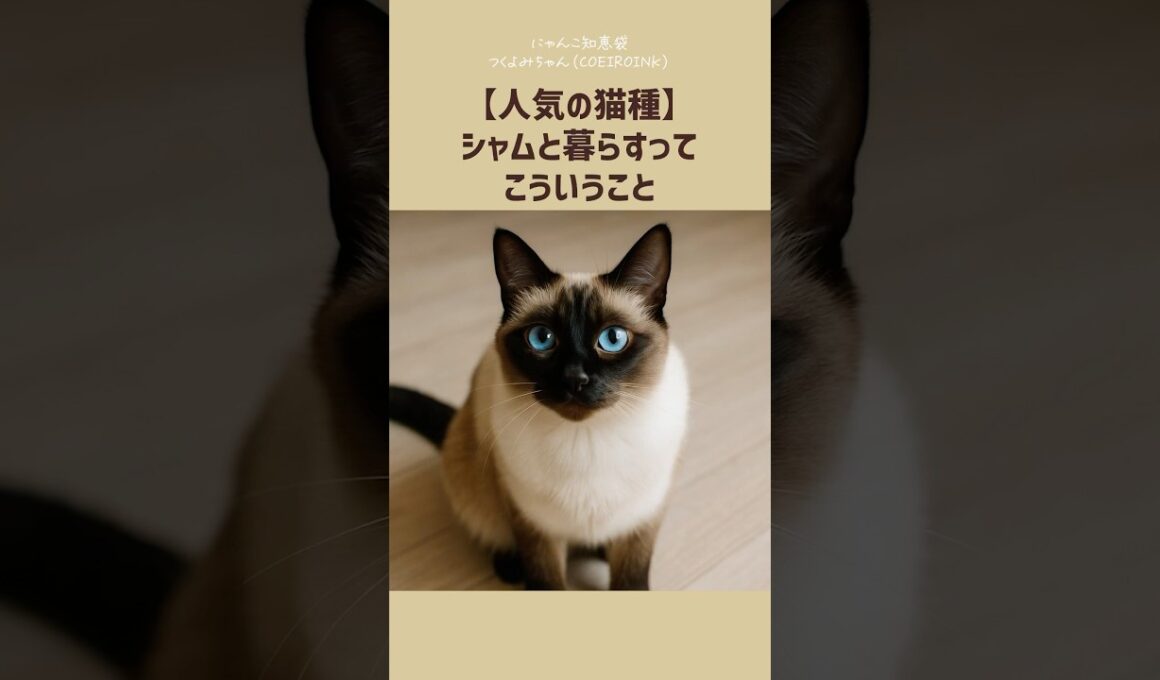 【人気の猫種】シャムと暮らすって、こういうこと