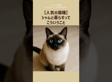 【人気の猫種】シャムと暮らすって、こういうこと