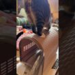 シャムの子ネコ雫ちゃん。床に寝そべり、可愛くネコジャラシ。和んだ場を壊すキジシロのルル、黒猫くー