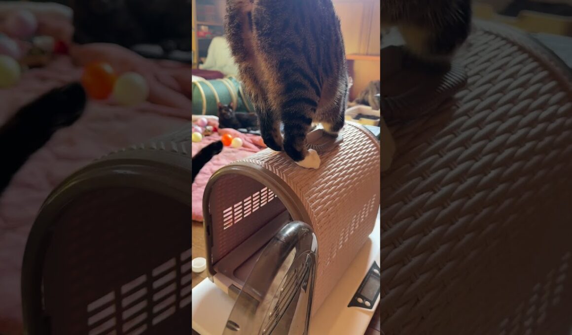 シャムの子ネコ雫ちゃん。床に寝そべり、可愛くネコジャラシ。和んだ場を壊すキジシロのルル、黒猫くー